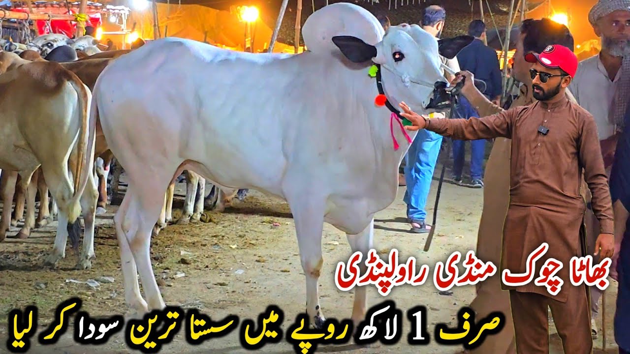 Sasta Soda Bhatta Chowk Mandi Update 5 June 2025 | Bakra Mandi Cow Mandi