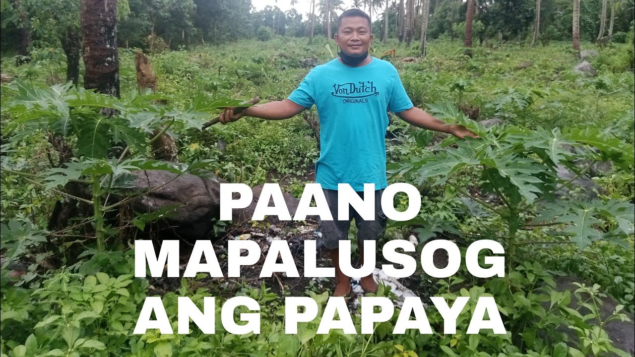 FAMLIFE 43 | PAANO ANG TAMANG PAG AALAGA SA ATING TANIM NA PAPAYA | phFARMING