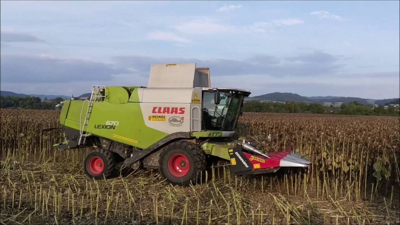 Sonnenblumenernte in Melk