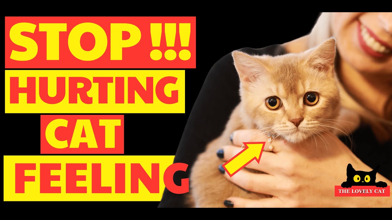 10 Things that EMOTIONALLY Hurt Your Cat
