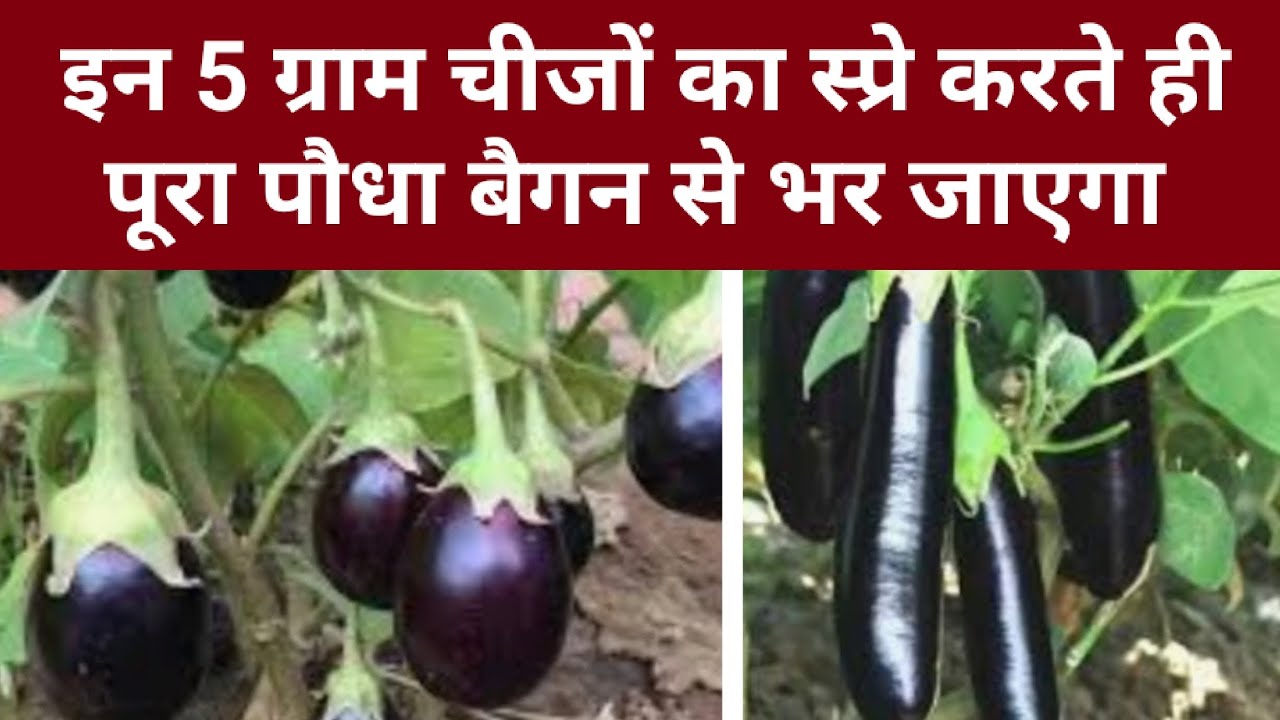 इन 5 ग्राम चीजों का स्प्रे करते ही पूरा पौधा बैगन से भर जाएगा।पत्ता, फल, और तना छेदक कीट तुरंत साफ।