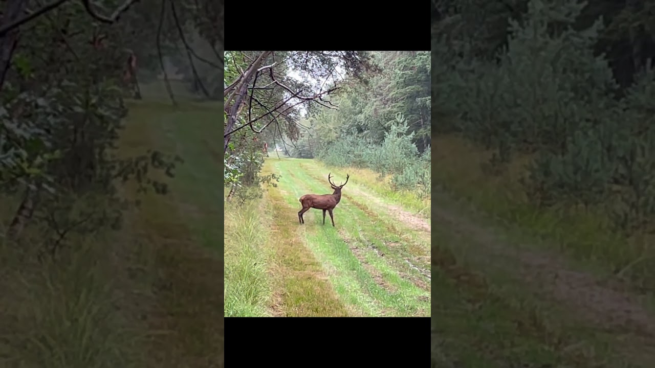 GRAND CERF EN BATTUE A 10 ! CHASSE SOLOGNE !  #chasse #hunting #hunt #deer