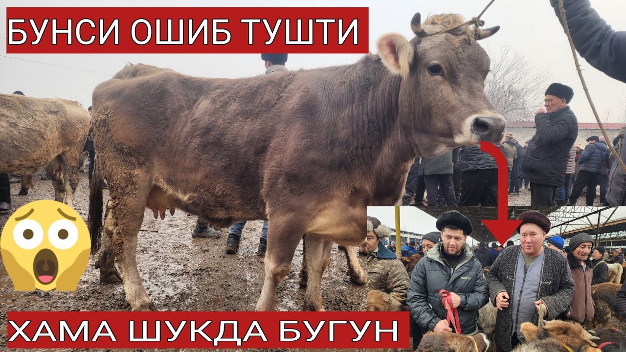 17-fevral, 2026 АНДИЖОН ШАХРИХОН ЖУЧА МОЛ БОЗОРИ БУГУН ЗУР БУЛДИ🔥😱 ХАМА ХУРСАД