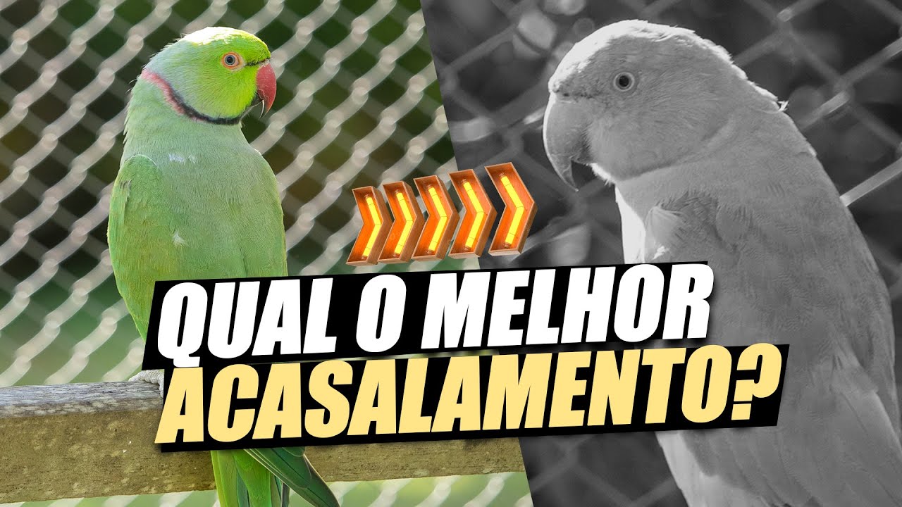 A MELHOR COMBINAÇÃO PARA UM RING NECK VERDE