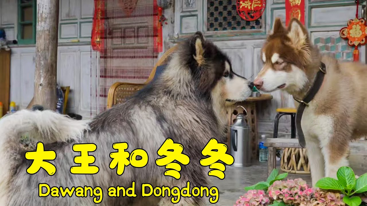 Dawang and his new friend Dongdong【阿盆姐家的大王】