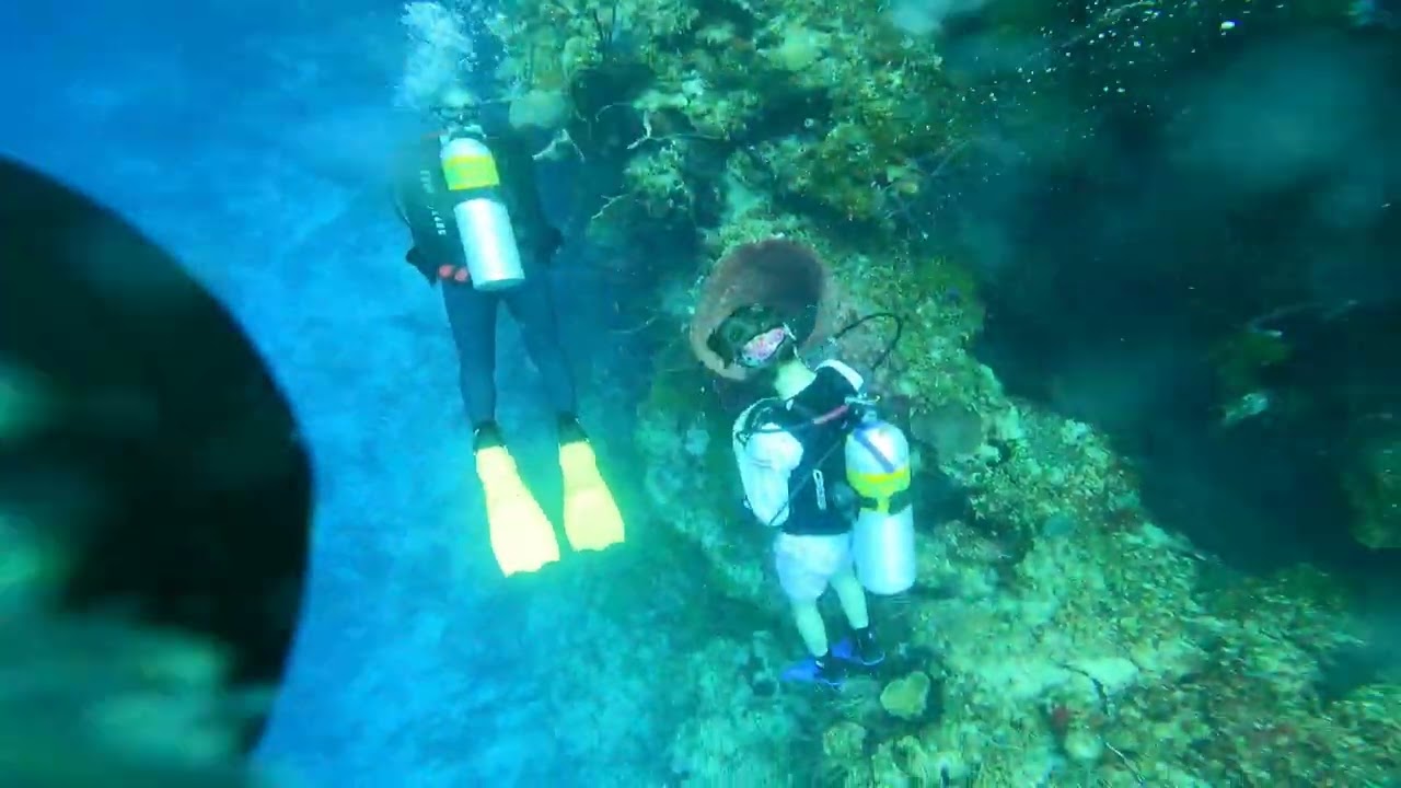 Dive 101