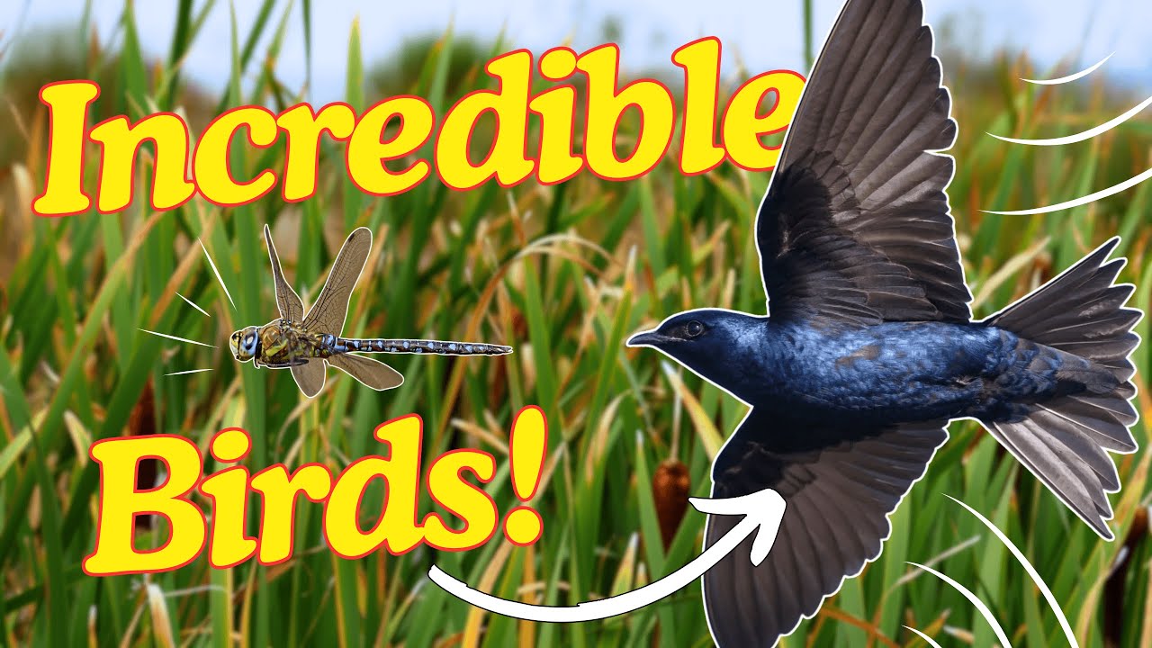 What Birds are Lurking in the Marsh?