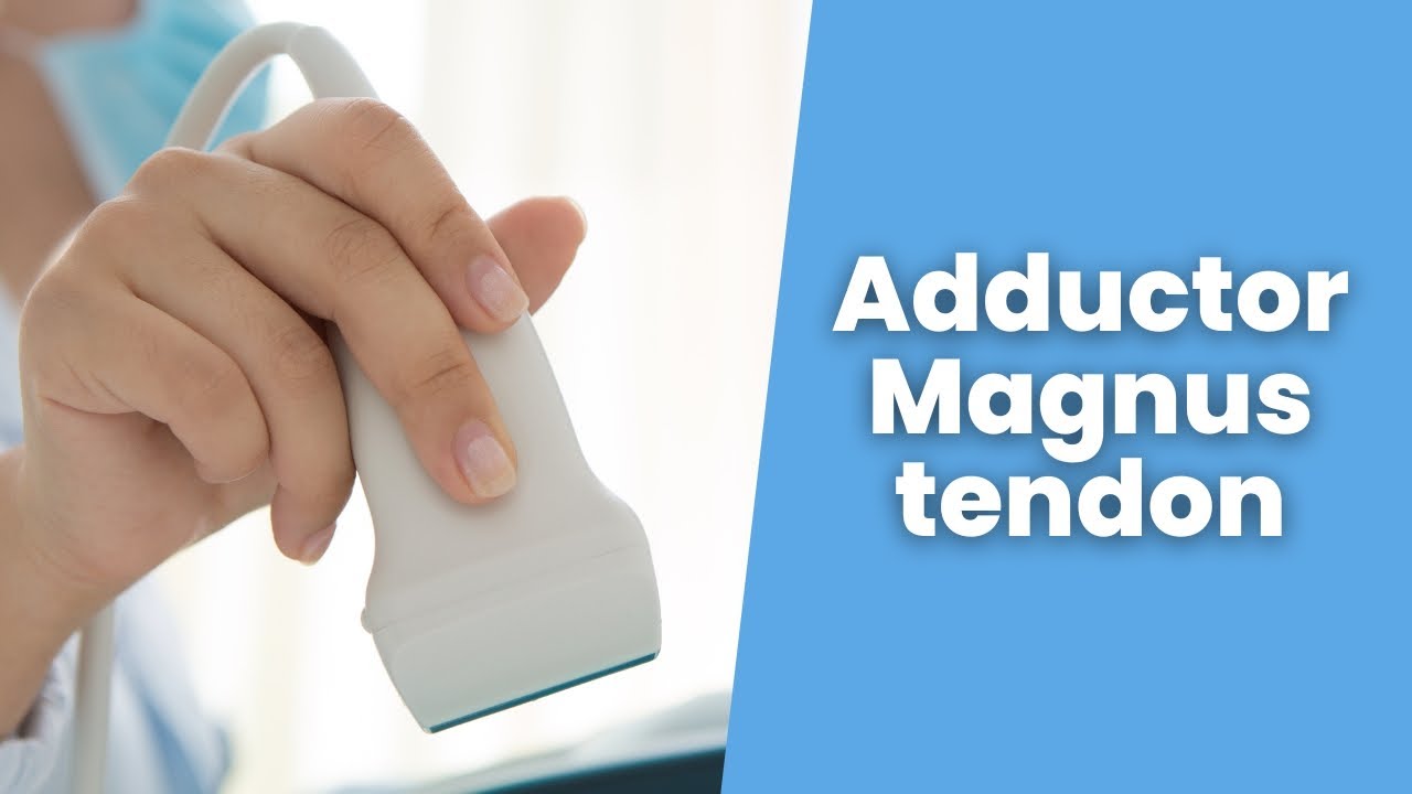 Adductor Magnus tendon and insertion in relation to proximal hamstring tendons- 2 min series MSKUS