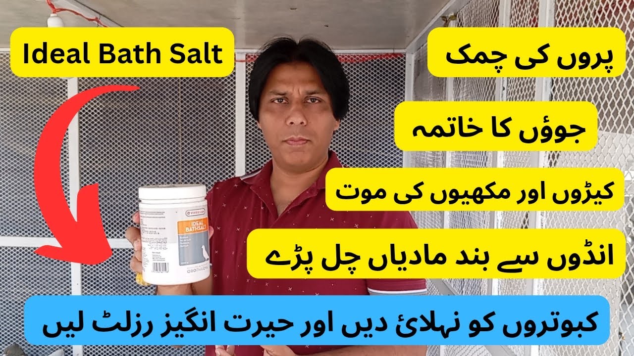 Aaj Pigeons KO Nehlai Di Ideal Bath Salt sy | انڈوں سے رکی مادیوں کے چلنے کا راز | Ideal Bath Salt |
