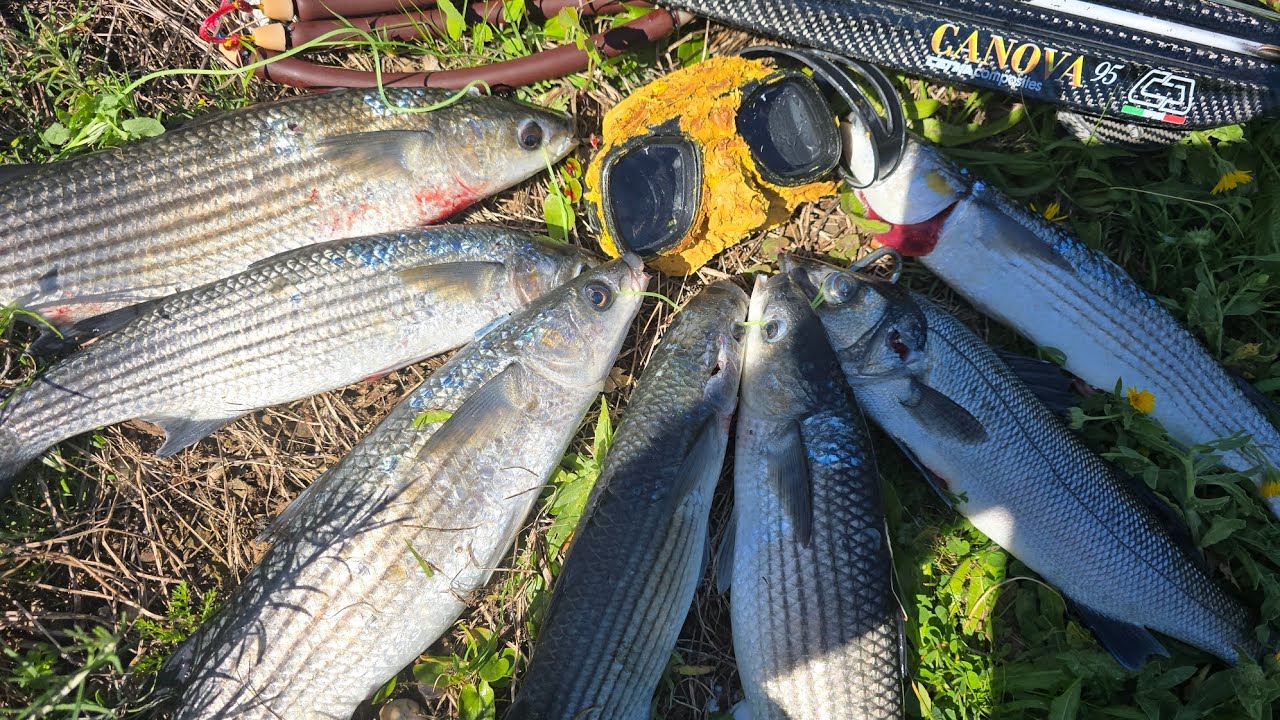 PESCA SUB SARDEGNA 2026 Cefalata del 22 Febbraio 