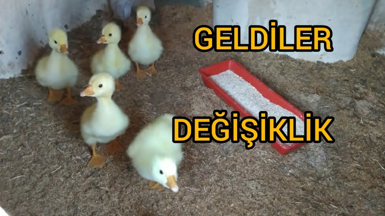 KAZ YAVRULARINI GETİRDİM/CİVCİVLERİ VE ANNELERİNİ YENİ YERLERİNE TAŞIDIM.