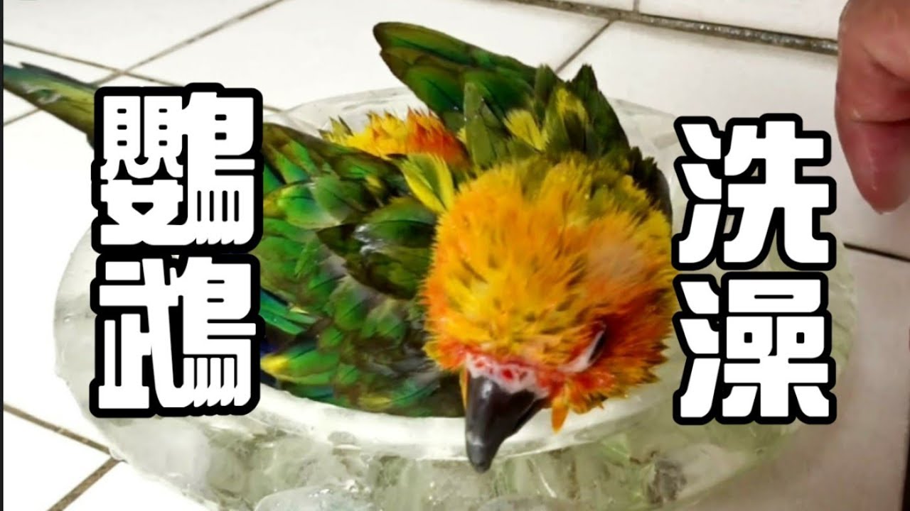 【精鵡瘋雲】【寵物日記】今天來幫鸚鵡們洗個澡~