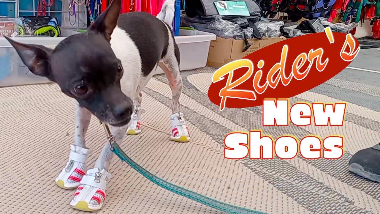 Quartzsite Desert HURTS! Full Time Nomad Dog Gets New SHOES • Bus RV Life
