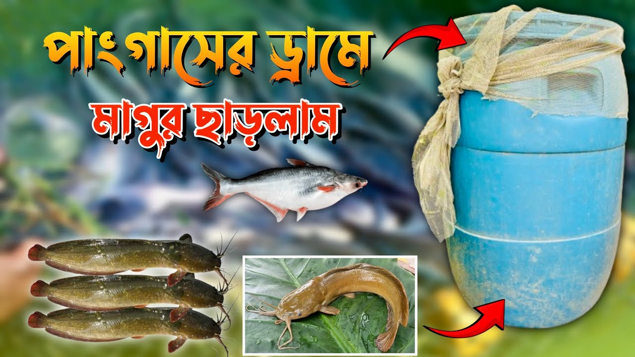 পাংগাসের ড্রামে মাগুর ছাড়লাম 🤗 | ড্রামে মাছ চাষ পদ্ধতি | অক্সিজেন ছাড়া মাছ চাষ