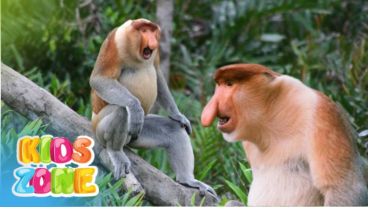 Animals with trunks | Animals that have Proboscis | Animal Proboscis