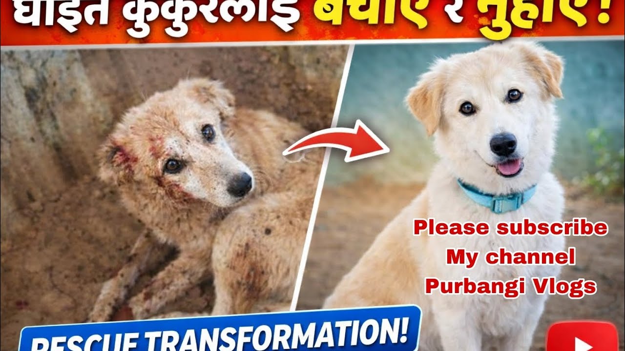 Today I rescued injured dog guys 🤗🤗🤗🐕🐕#vlogsvideo #viralvideo 