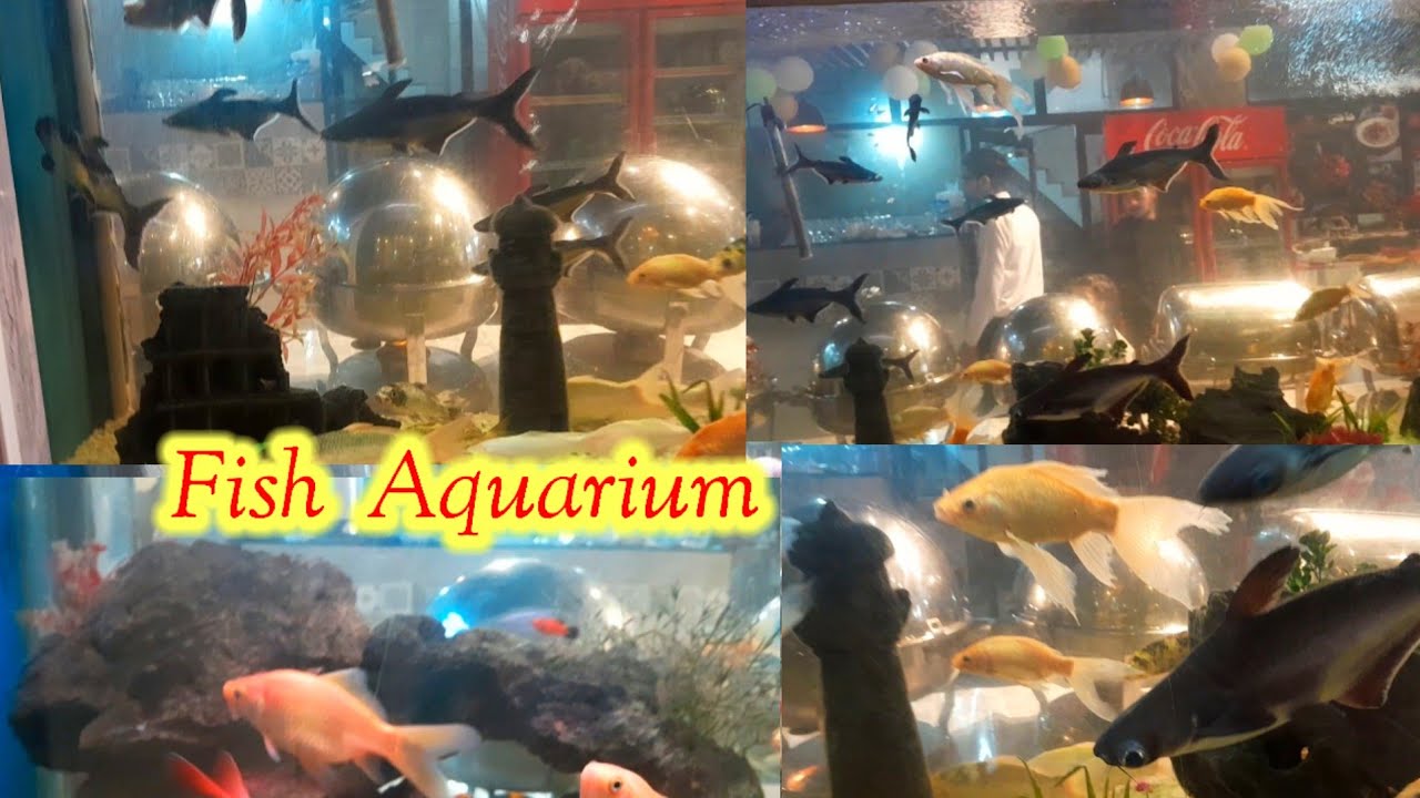 Fish aquarium/fish /colourful fish