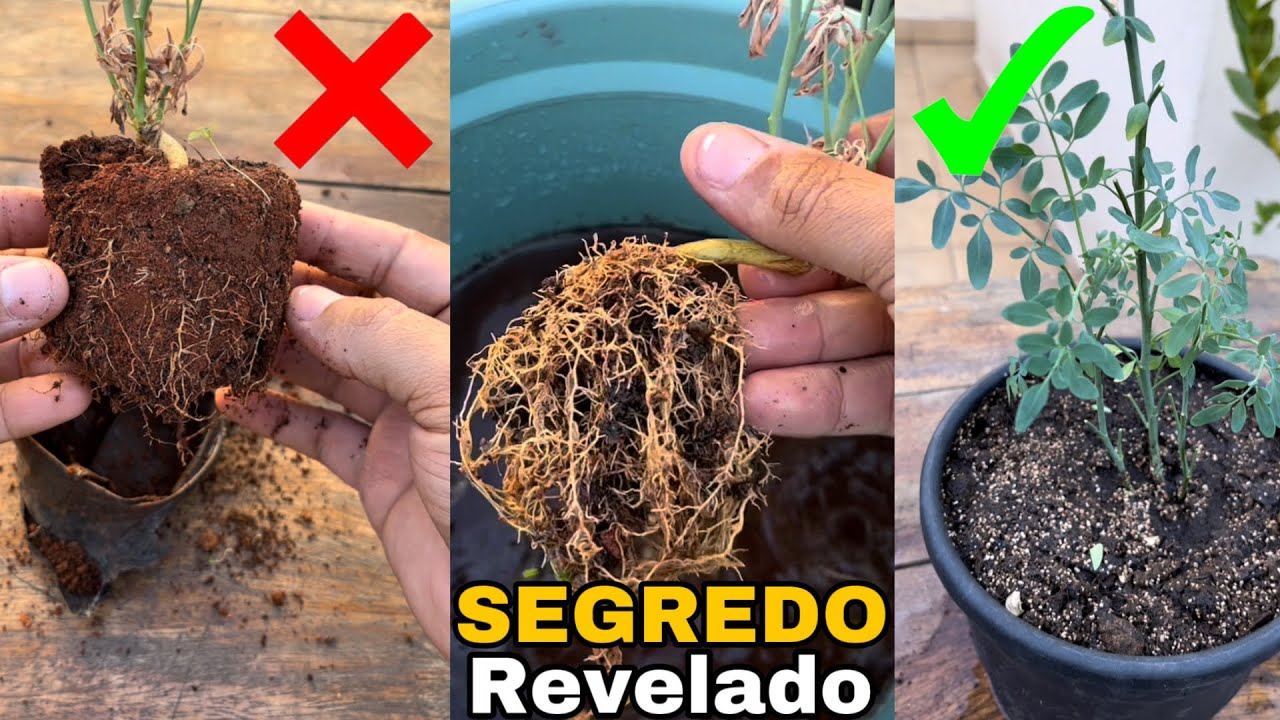 Ual!! Como Plantar Arruda (Passo a Passo)