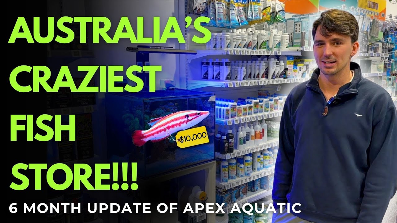 Australia's Wildest Fish Shop - 6 Months In!