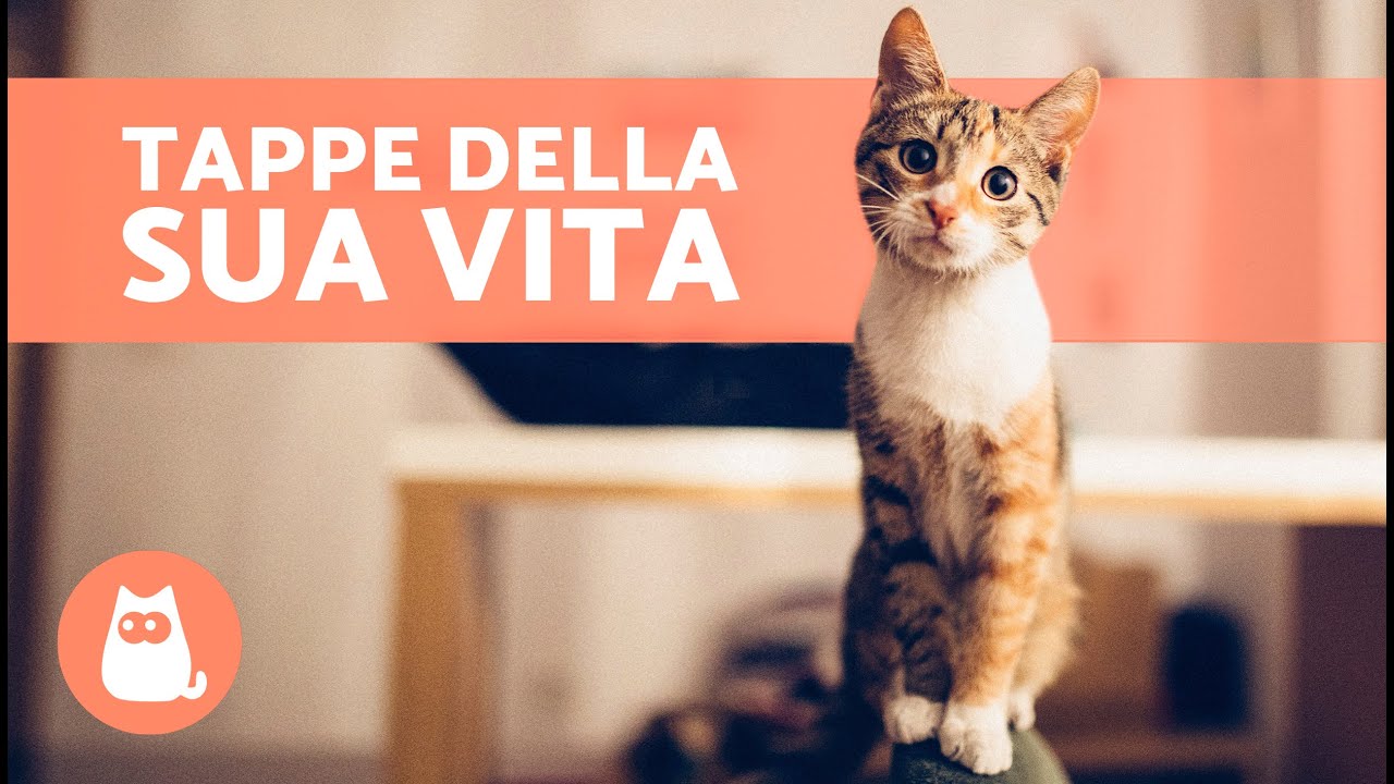 Quanti ANNI UMANI ha il mio GATTO? 🐱 | FASI del CICLO DI VITA di un GATTO 🗓️