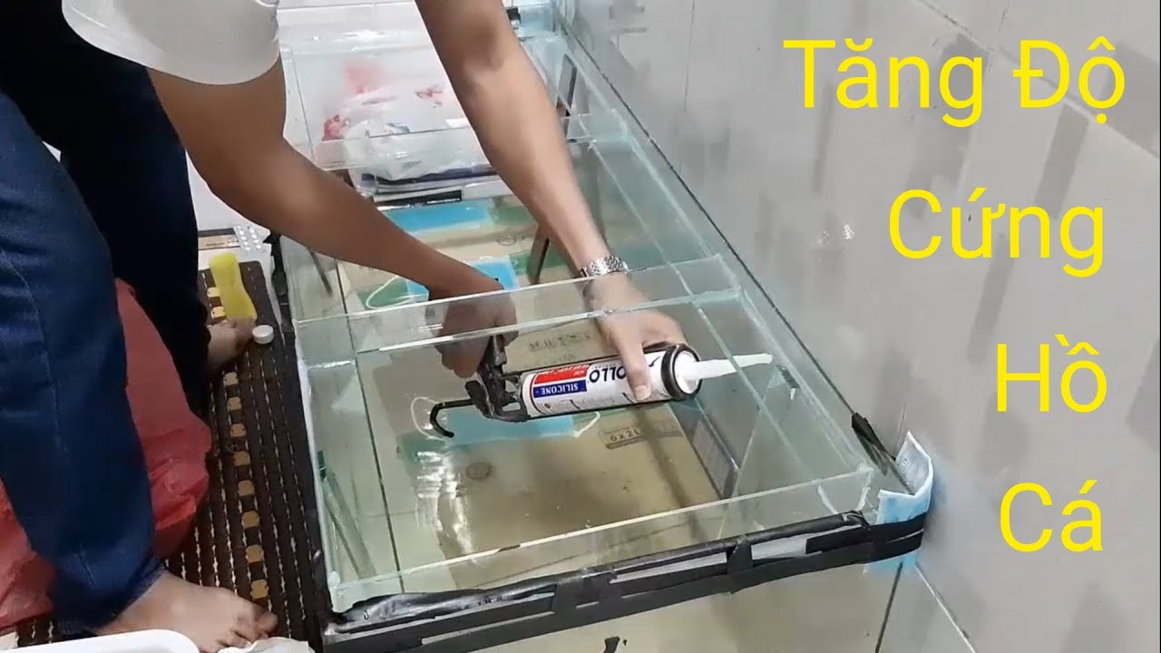 Cách Dán Kiềng Hồ Cá Chắc Đẹp Dễ Dàng Nhất