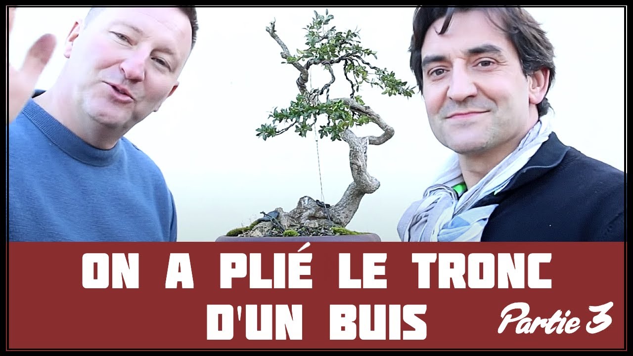 Première Mise en Forme D'Un Buis (part III) 🌱 NEJIKAN BONSAI 🌱