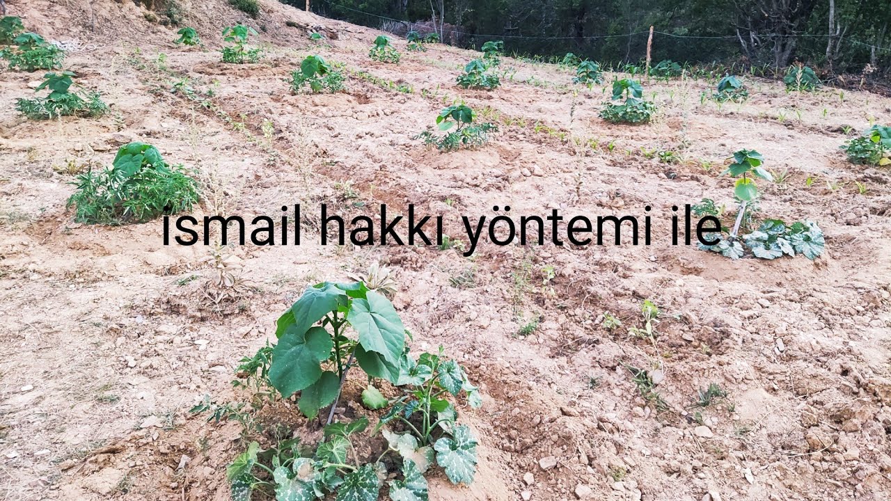 Pavlonya ve tarım bir arada var olabilirmi?,