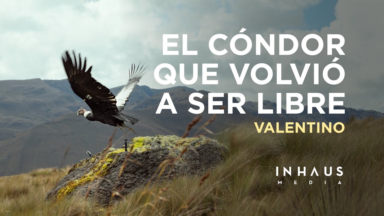 Valentino: El cóndor que volvió a ser libre | DOCUMENTAL