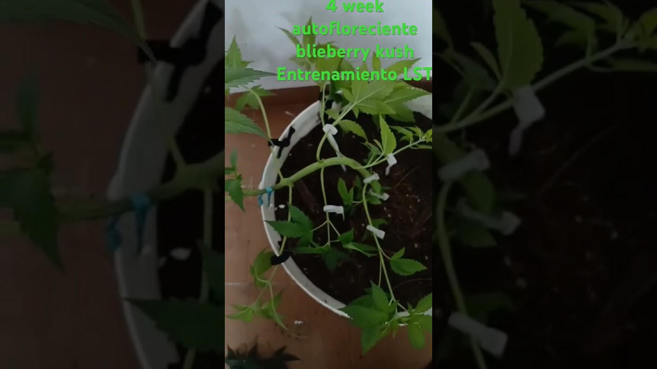 Entrenamiento y seguimiento autom&aacute;tica blue berry kush