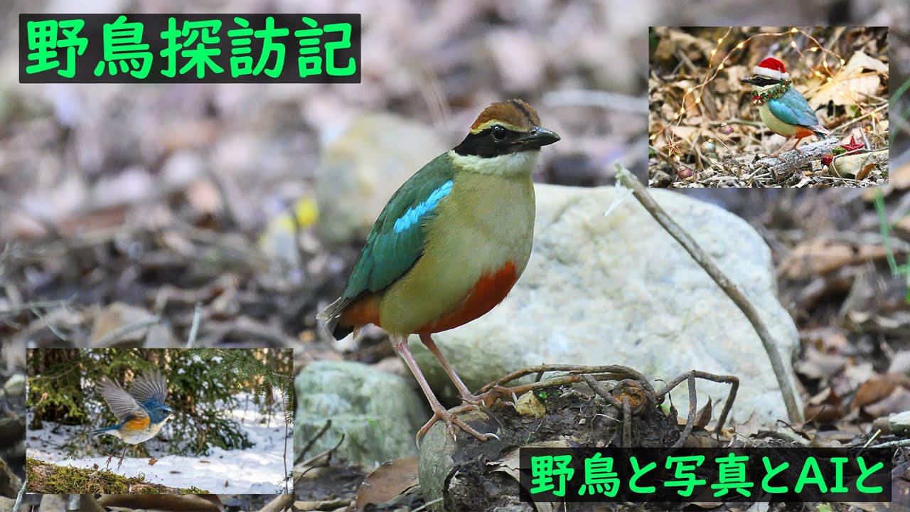「野鳥探訪記 野鳥と写真とAIと」2025年を振り返ってのとりまとめ