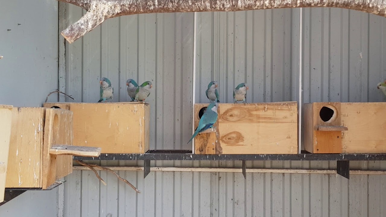 Mnichy Nizinne  niebieskie, aqua, aquapallid / QUAKER PAROT BLUE, AQUABLUE, AQUABLUEPALLID