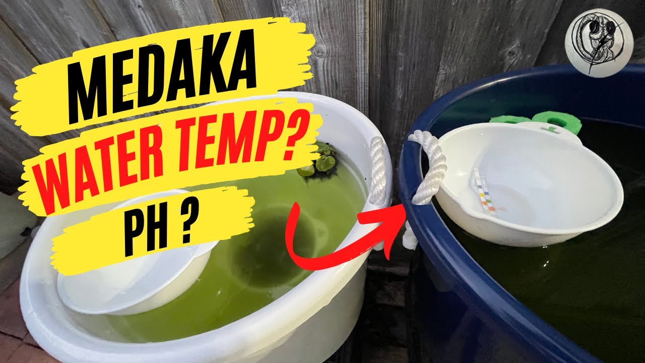 【MEDAKA】Green Water and pH, Tub Color and Temperature. Japanese Rice Fish Strong? 【メダカ】【RiceFish】