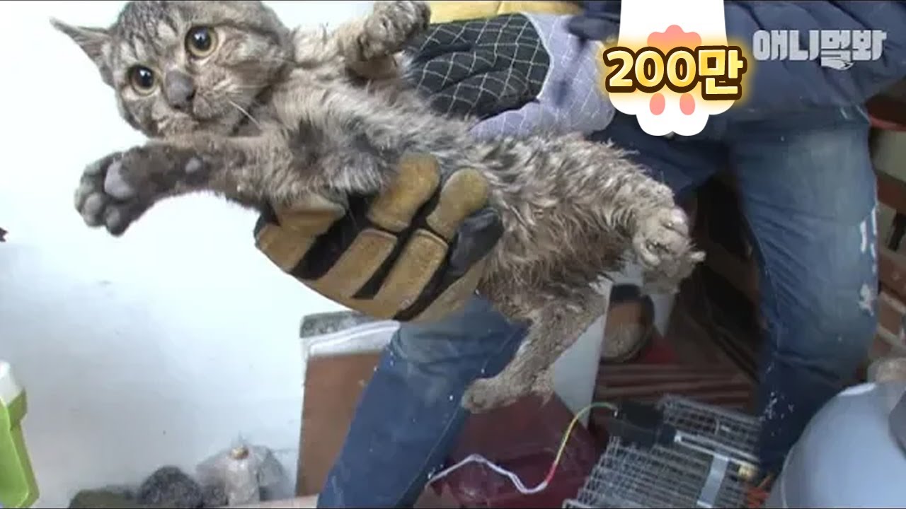 Судьба Горбатой Кошки