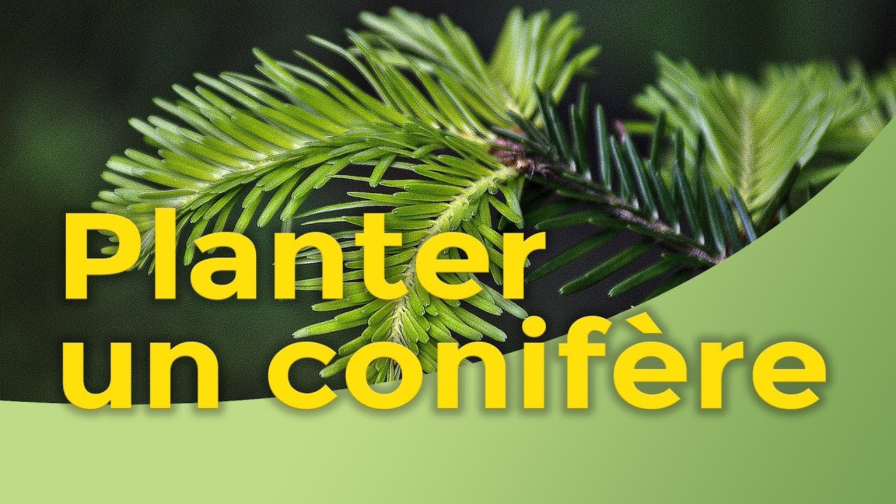 Comment planter un petit conifère