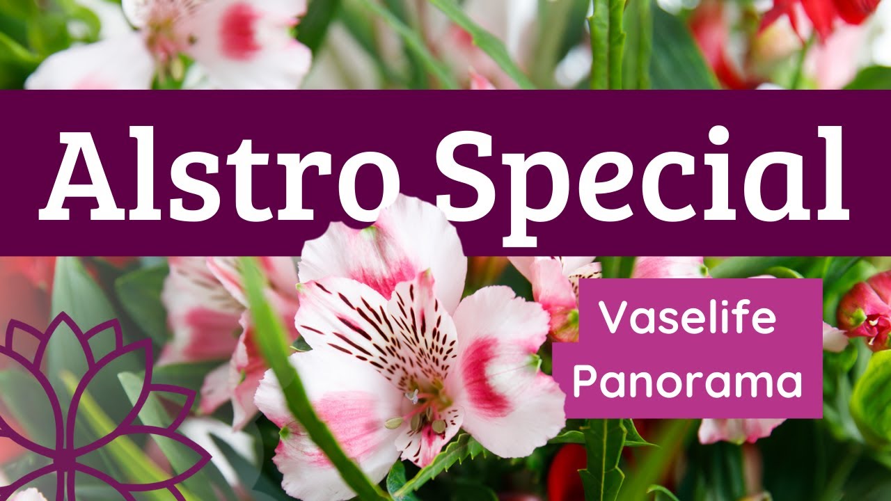 Alstro Special - Vase life alstroemeria Panorama