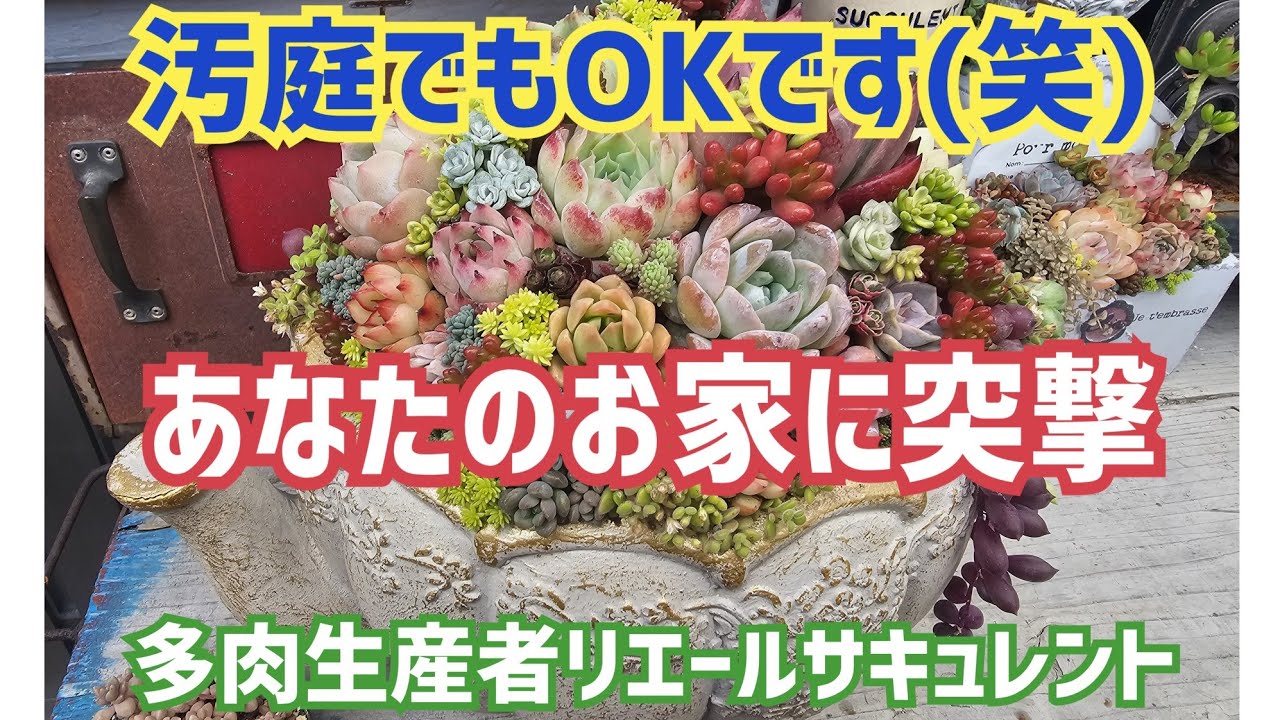 【多肉植物】【ガーデニング】汚庭でもオッケー👌(笑)あなたのお家に突撃‼️2024年5月26日