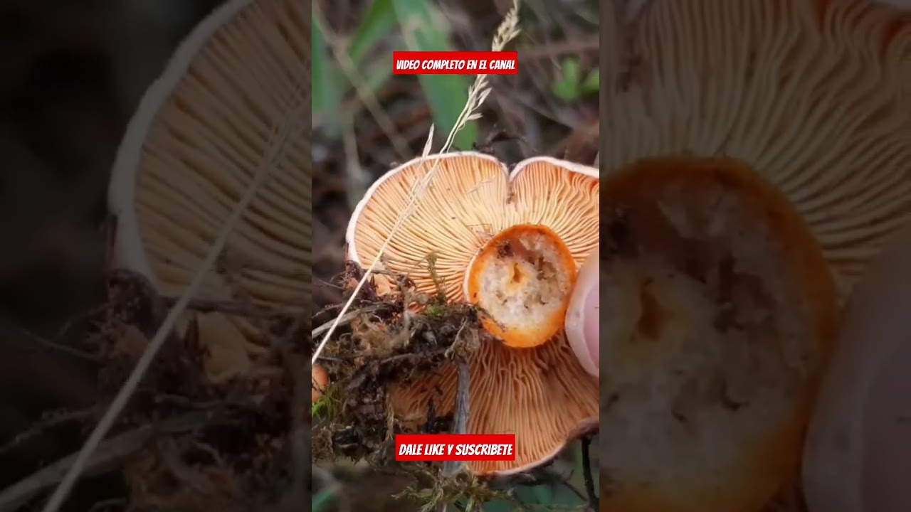 Robellones.Primeros brotes de niscalos.Mira lo que encontr&eacute; 🧐 #boletus #n&iacute;scalos #setas #robellones