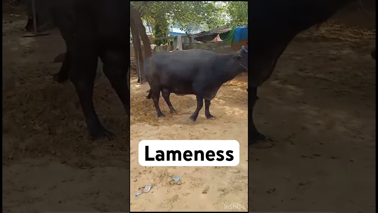 Lameness l dr Umar khan