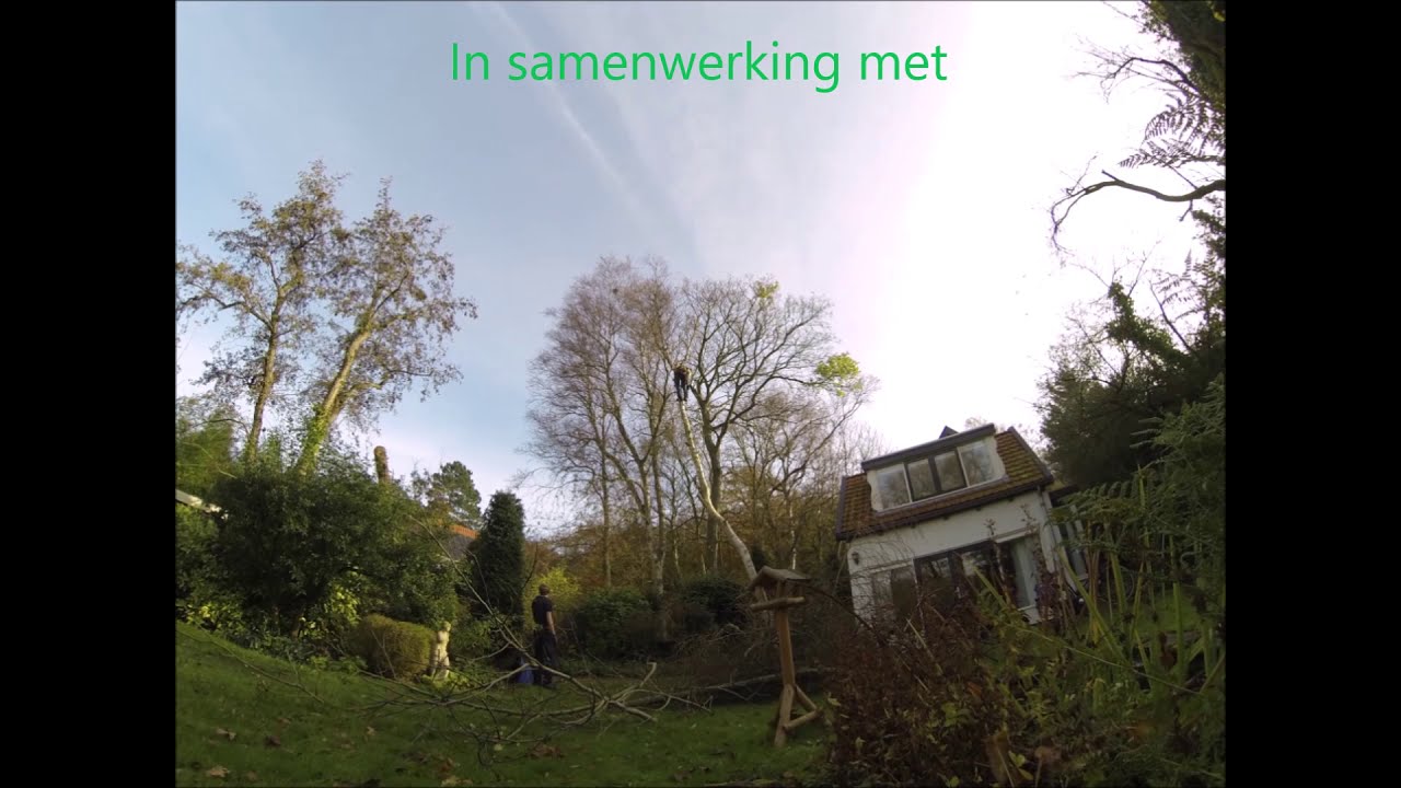 Time lapse vellen van een scheve berk naast een huis