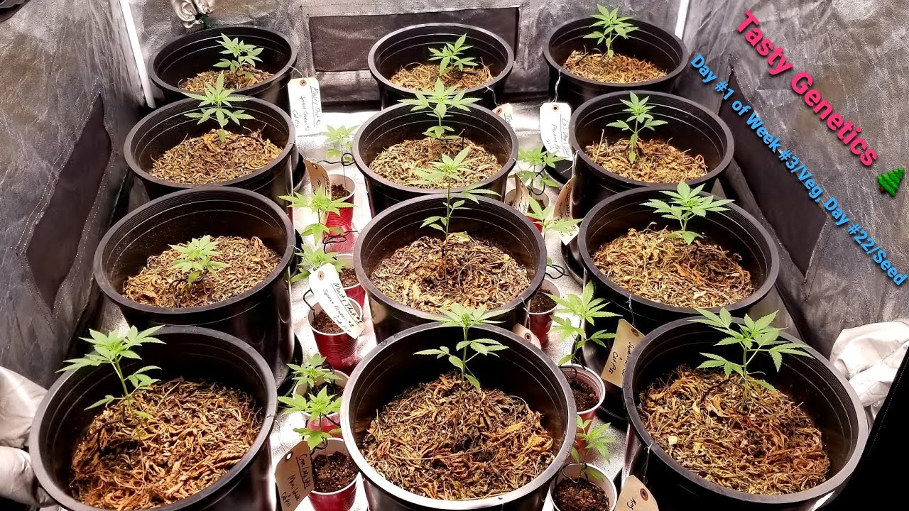 Tasty Genetics- Early Veg 🌱