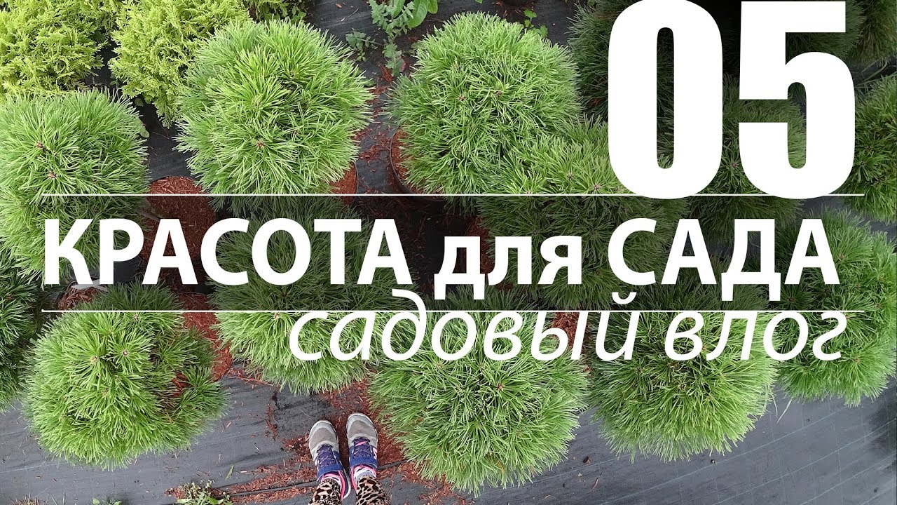 КАК ВЫБИРАТЬ ХВОЙНЫЕ. ПОЧЕМУ СОХНУТ ТУИ.