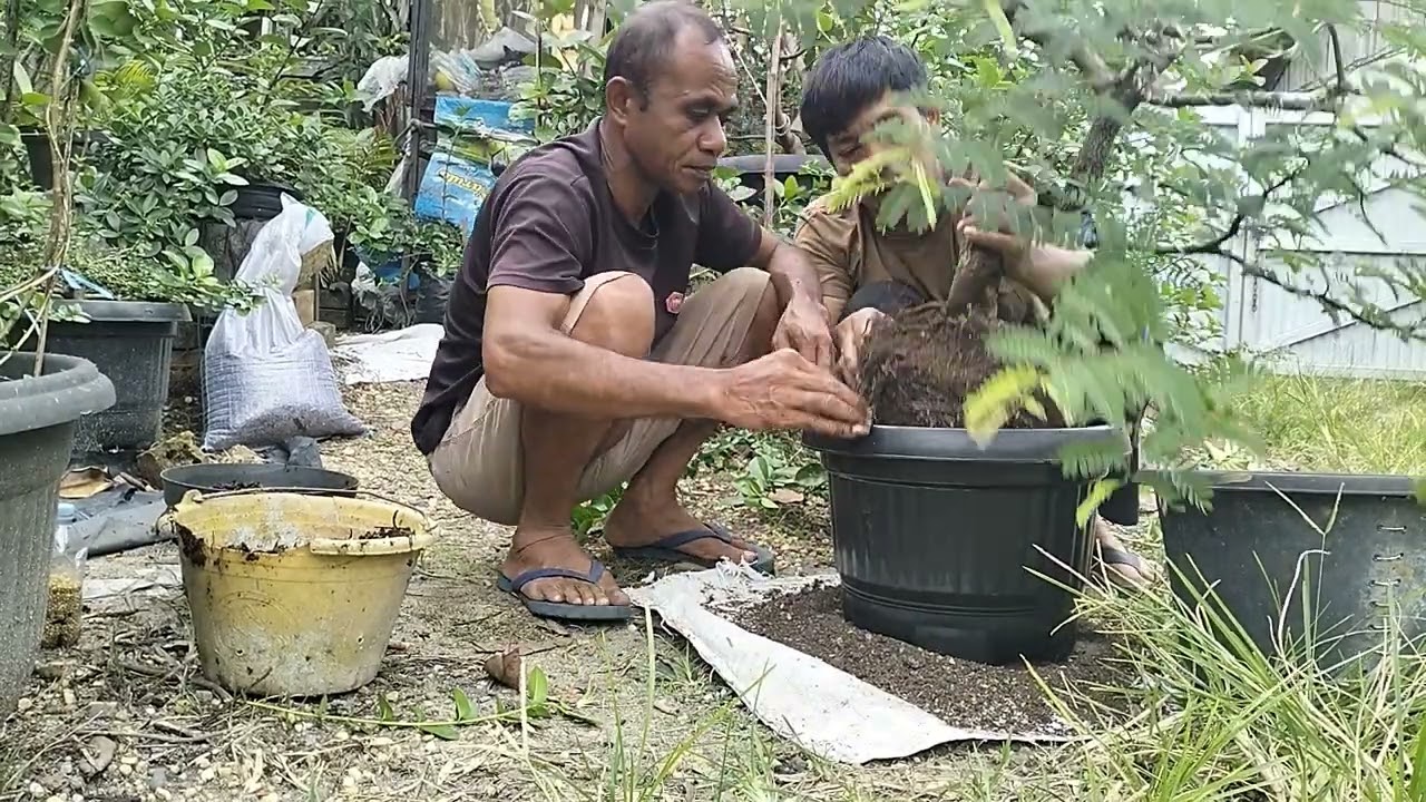 PROSES GANTI MEDIA BAHAN BONSAI ASAM JAWA 