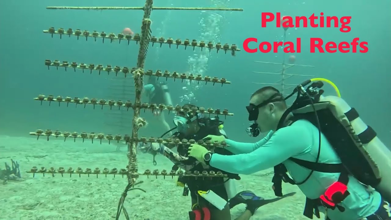 Healing the Reef in the US Virgin Islands | Stoke Log ep 1