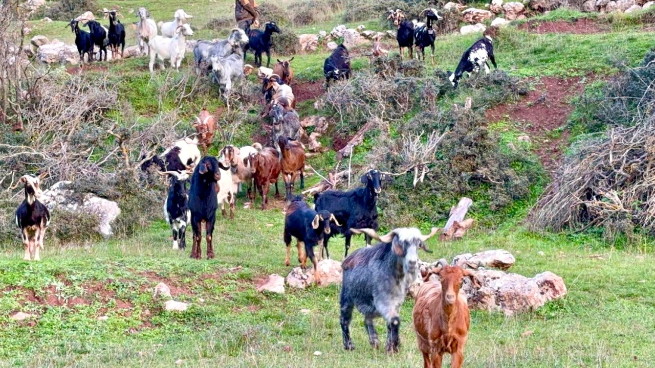 Γίδια, Πρόβατα, Domba, Goats, Sheep, Gatos, Keciler, Kambing,  Koyun #goat #domba  #koyun #gatos
