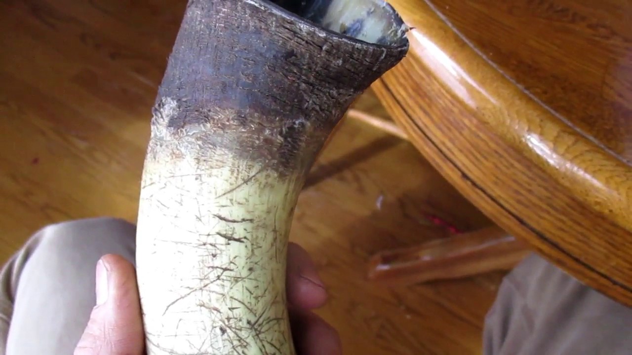 Possible Shofar?  Using our Steer's horn