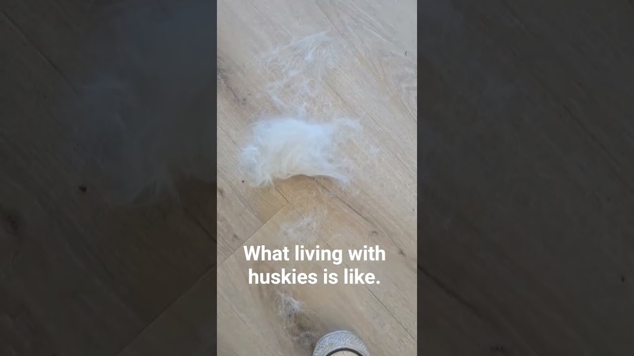 What living with huskies is like, #dog, #husky, #dogshorts