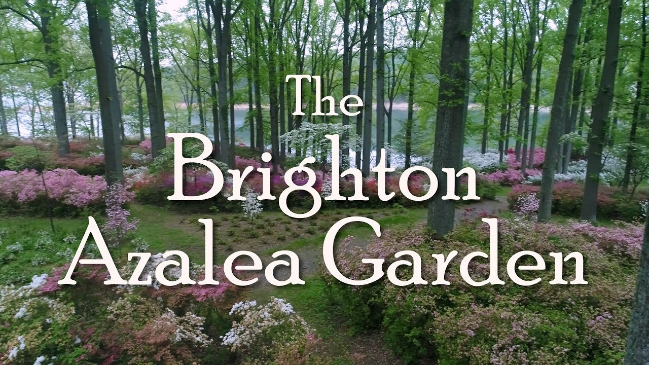 Brighton Azalea Gardens - 4K Drone VIdeo | WSSC and Hover Solutions