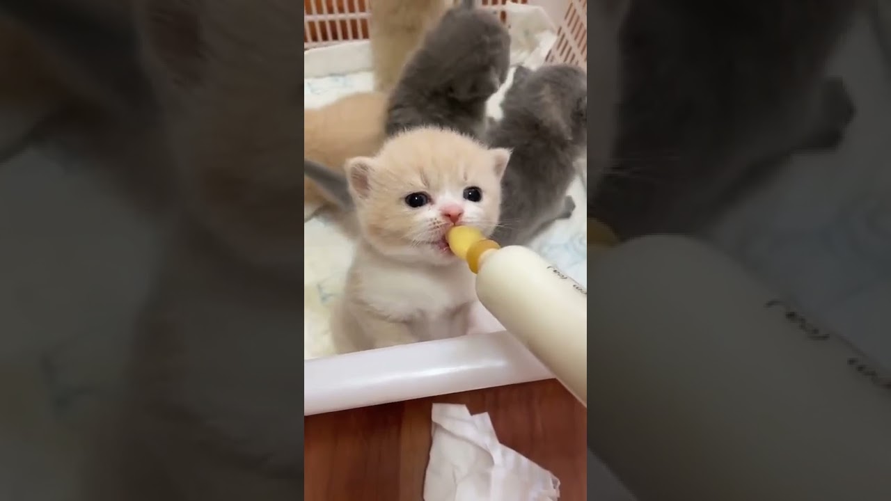 Make Your Day with Cat EP  
