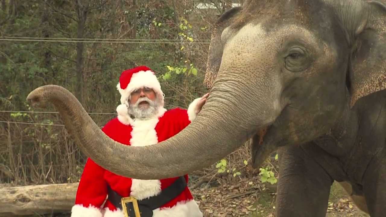 Santa Gives Animals Gifts - Cincinnati Zoo