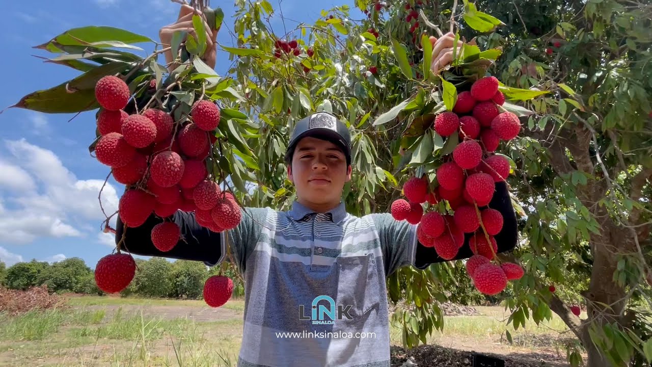 LAS LICHIS: FRUTO EXÓTICO DE ELDORADO PARA EL MUNDO